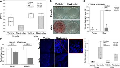 The Senolytic Drug Navitoclax (ABT-263) Causes Trabecular Bone Loss and Impaired Osteoprogenitor Function in Aged Mice